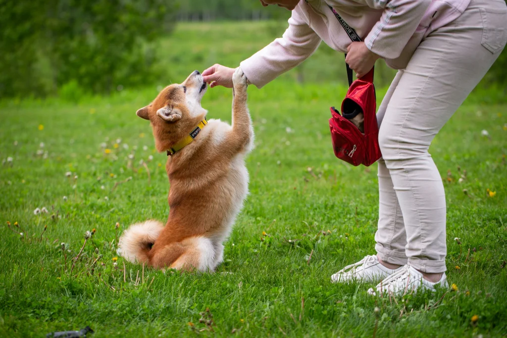 湃夫 多肉犬粮
