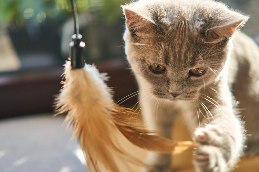 湃夫 猫粮 1