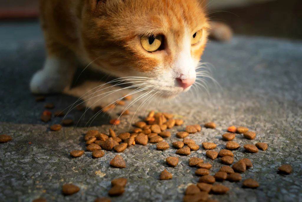 湃夫 猫粮 经济主粮